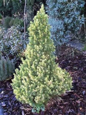 Picea glauca 'Rainbow's End' 